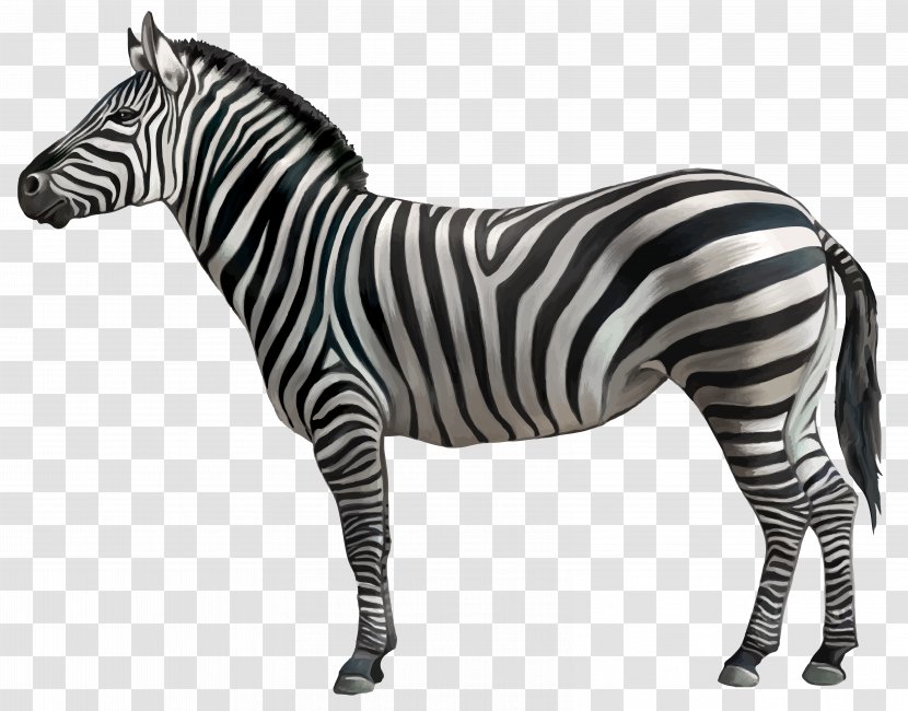 Horse Zebra Clip Art - Quagga Transparent PNG