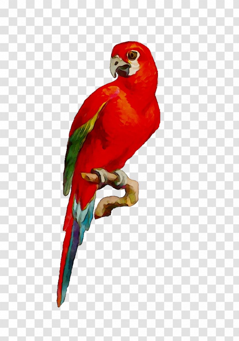 Macaw Loriini Parakeet Pet Beak - Vertebrate - Lorikeet Transparent PNG