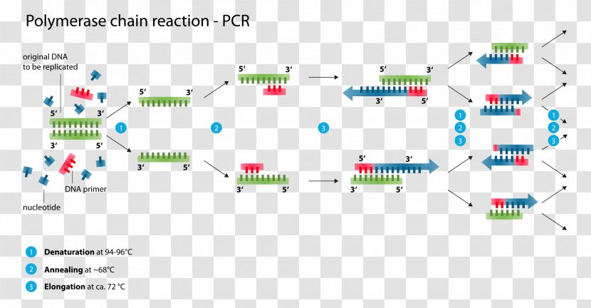Real-time Polymerase Chain Reaction DNA - Point - Step Label Transparent PNG