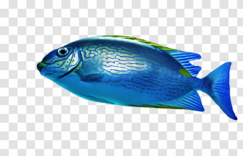 Fish Blue Pomacentridae Turquoise - Pomacanthidae Bonyfish Transparent PNG
