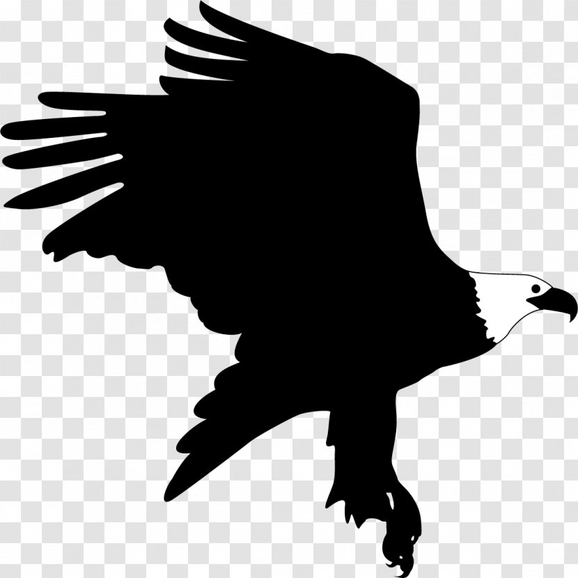 Bald Eagle Bird - Portrait - Landing Transparent PNG