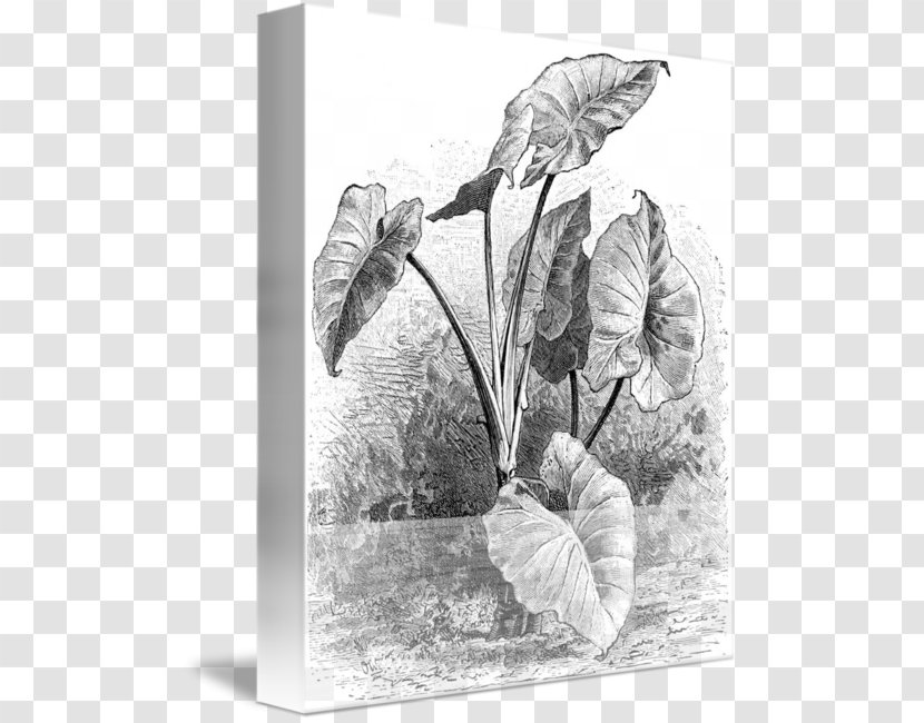 Drawing Taro Cuisine Of Hawaii Plant - Photography - Vegetable Transparent PNG