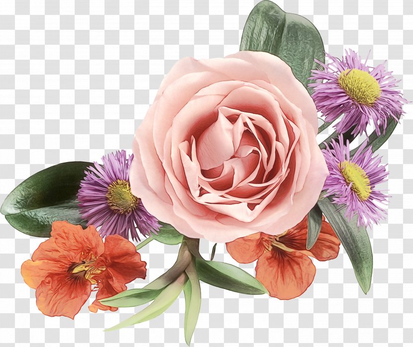 Garden Roses Cabbage Rose Floral Design Cut Flowers - Floristry Transparent PNG