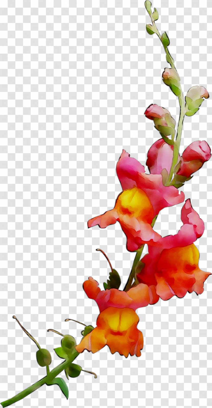 Floral Design Cut Flowers Plant Stem - Qualcomm Snapdragon Transparent PNG