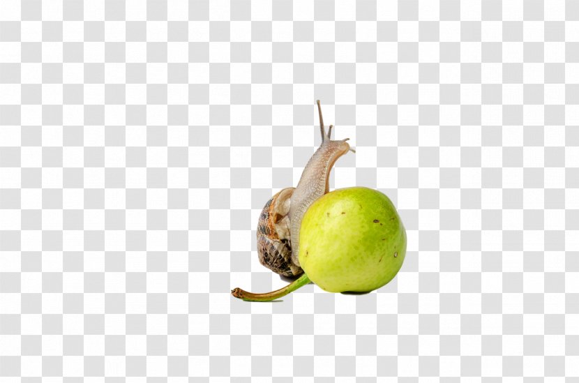 Apple - Fruit - Snail Transparent PNG