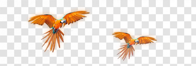 Amazon Parrot True Download Computer File - Feather - Hand-painted Transparent PNG