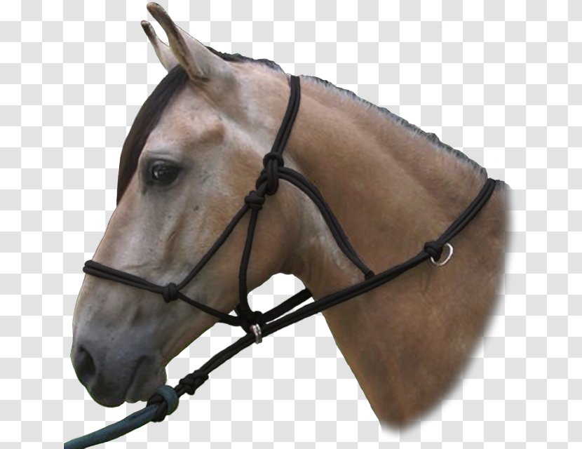 Halter Paso Fino American Quarter Horse Bridle Tack - Rein Transparent PNG
