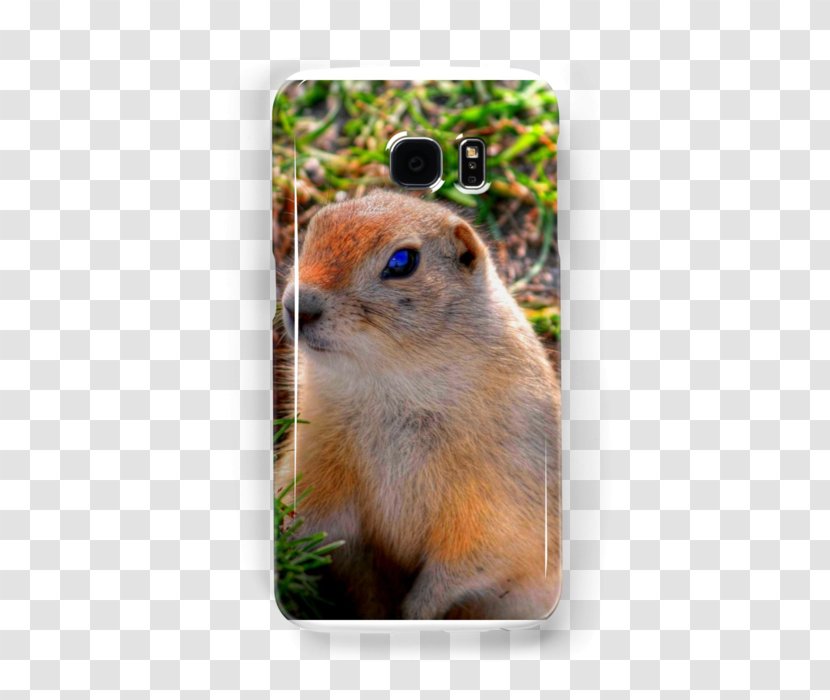 Chipmunk Prairie Dog Richardson's Ground Squirrel Fauna - Watercolor Transparent PNG