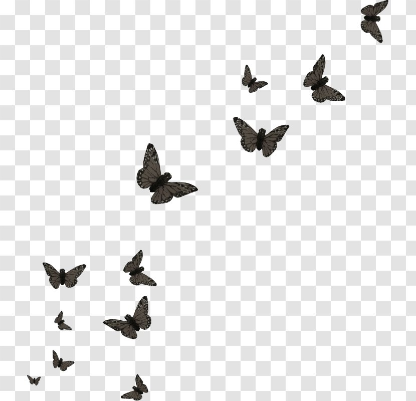 Butterfly Bird - Water - Group Transparent PNG