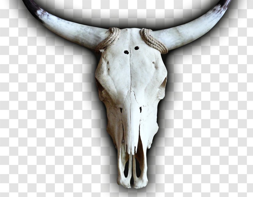 Cattle Skull Jeffrey Horn - Like Mammal Transparent PNG