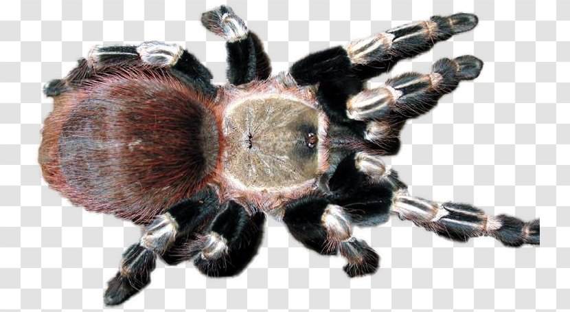 Tarantula - Arthropod - Organism Transparent PNG