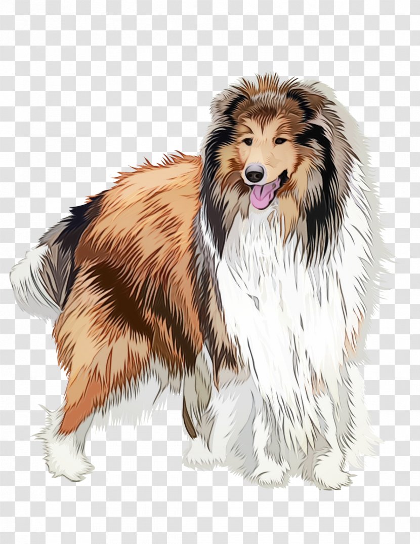 Dog Scotch Collie Rough Shetland Sheepdog - Breed Transparent PNG