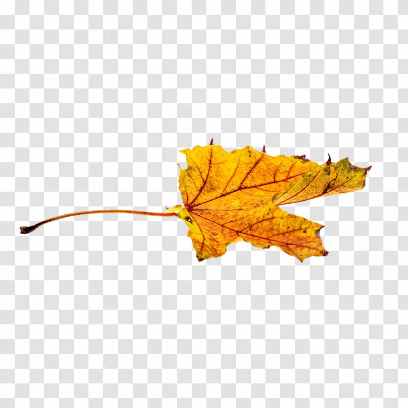 Autumn Leaf Color Clip Art - Plant - A Yellow Maple Transparent PNG