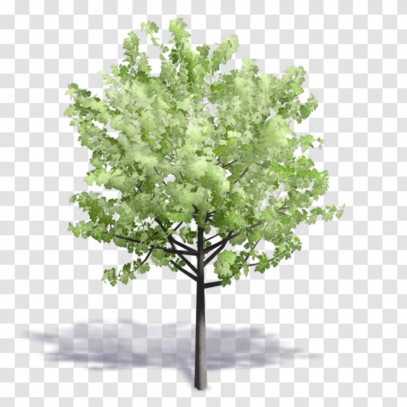 Leaf - Tree Transparent PNG