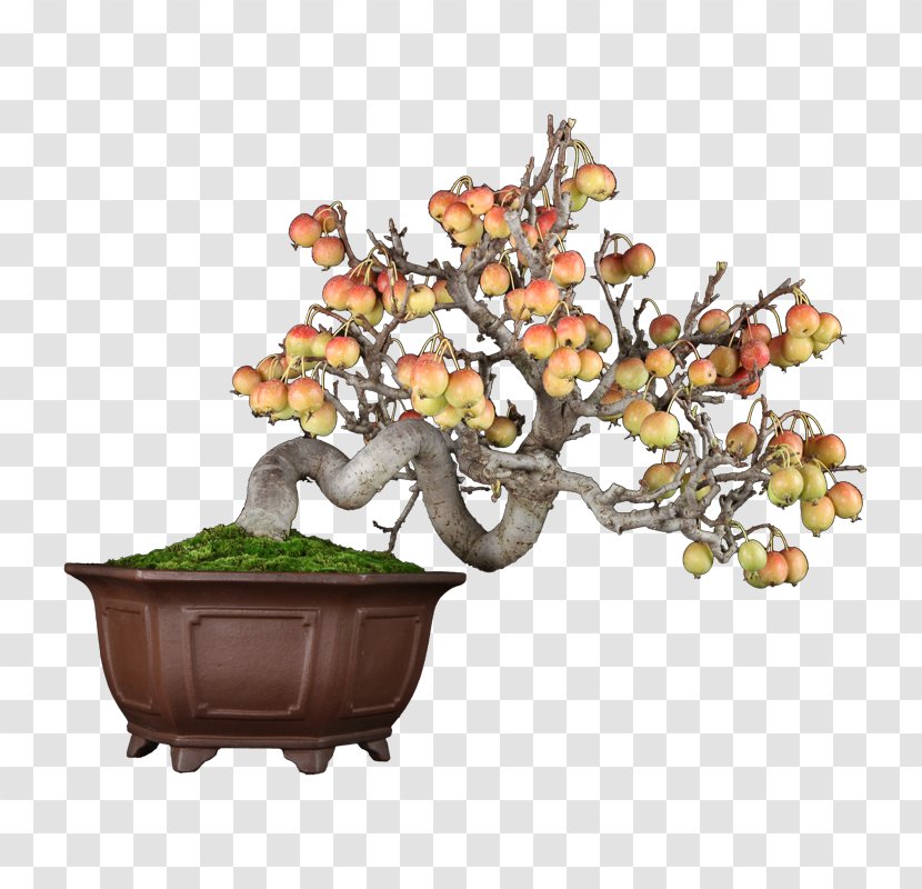 Chinese Sweet Plum Flowerpot Tree Sageretia - Houseplant - Blossom Bonsai Transparent PNG