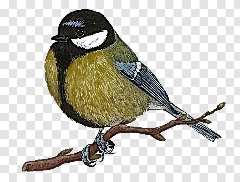 Tit House Sparrow Finches Beak 326 Transparent PNG
