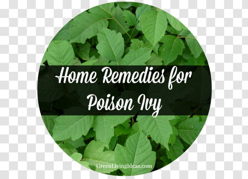 Poison Ivy Pacific Oak Sumac - Oaks - Allergy Transparent PNG