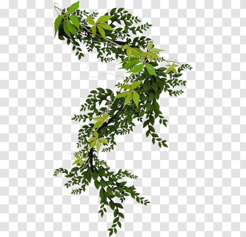 Landscape Architecture Tree Plant Vine - Shrub Transparent PNG