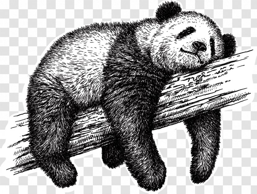 Giant Panda Drawing Royalty-free Sketch - Photography - Stock Transparent PNG