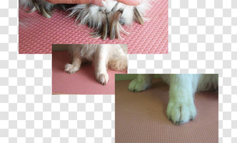 Shih Tzu Dog Breed Puppy Jack Russell Terrier English Cocker Spaniel - Carnivoran Transparent PNG