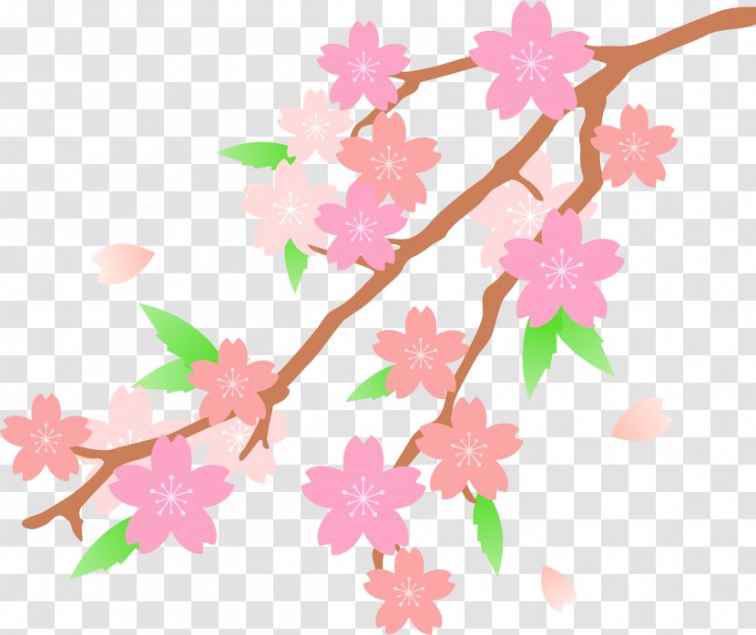 Cherry Blossom Clip Art - Plant Stem - Blossoms Clipart Transparent PNG