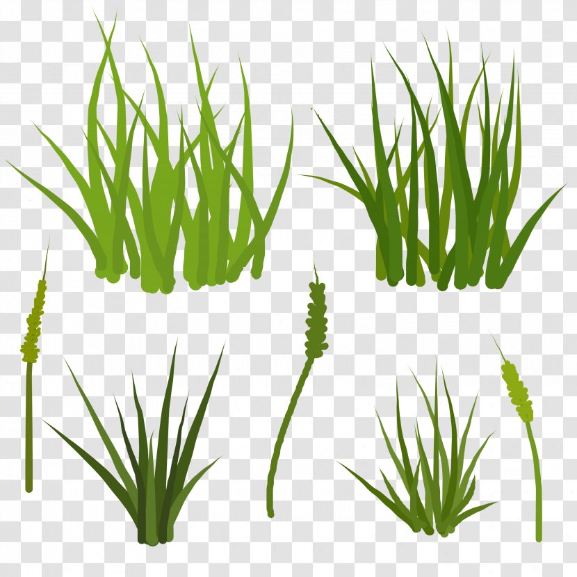 Sweet Grass Vetiver Wheatgrass Plant Stem Aquarium - Decor Transparent PNG