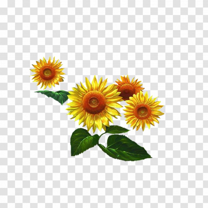 Common Sunflower Seed - Pixel Transparent PNG