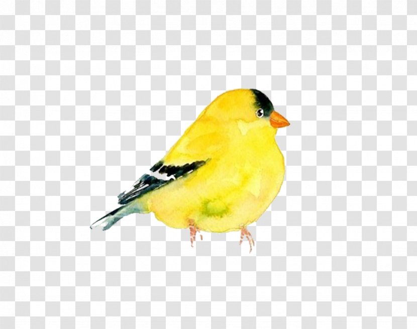 The Goldfinch Domestic Canary Bird Watercolor Painting Clip Art - Songbird - Yellow Pigeon Picture Material Transparent PNG