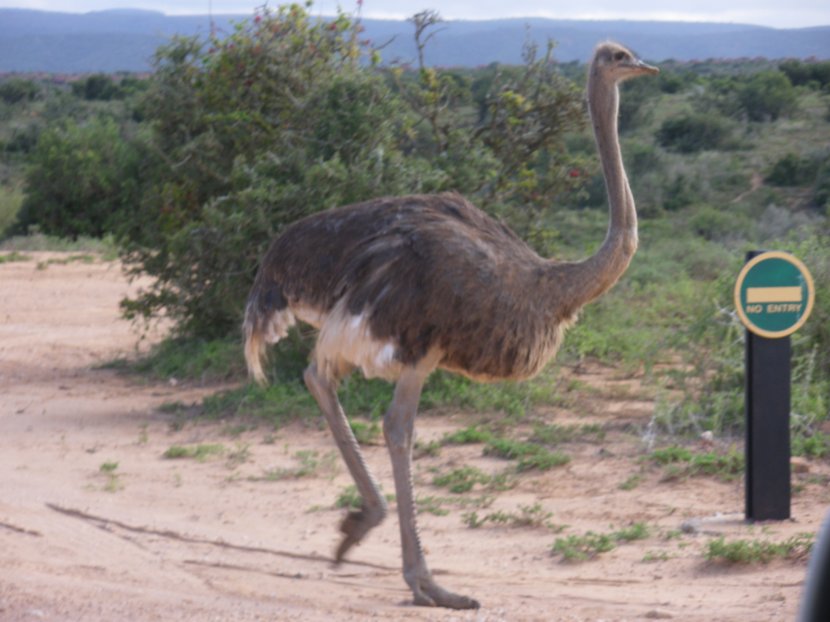 Emu Flightless Bird Southern Ostrich Ratite - Terrestrial Animal Transparent PNG