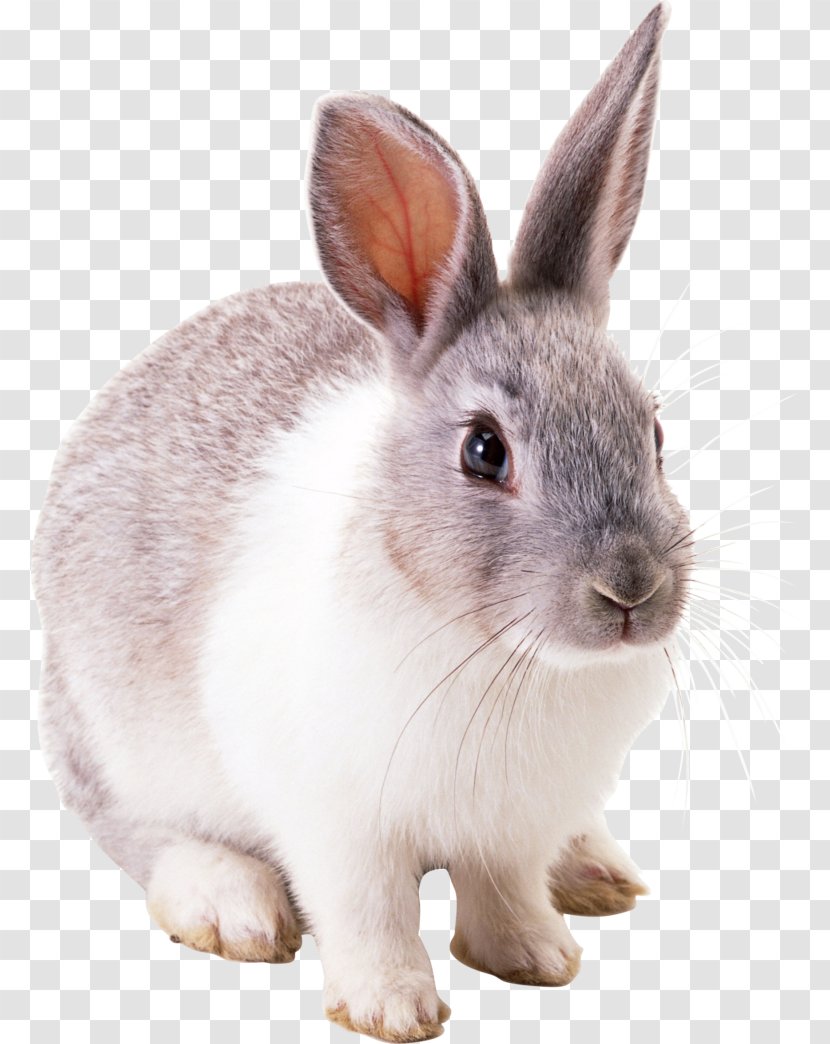 Easter Bunny Cottontail Rabbit European Transparent PNG