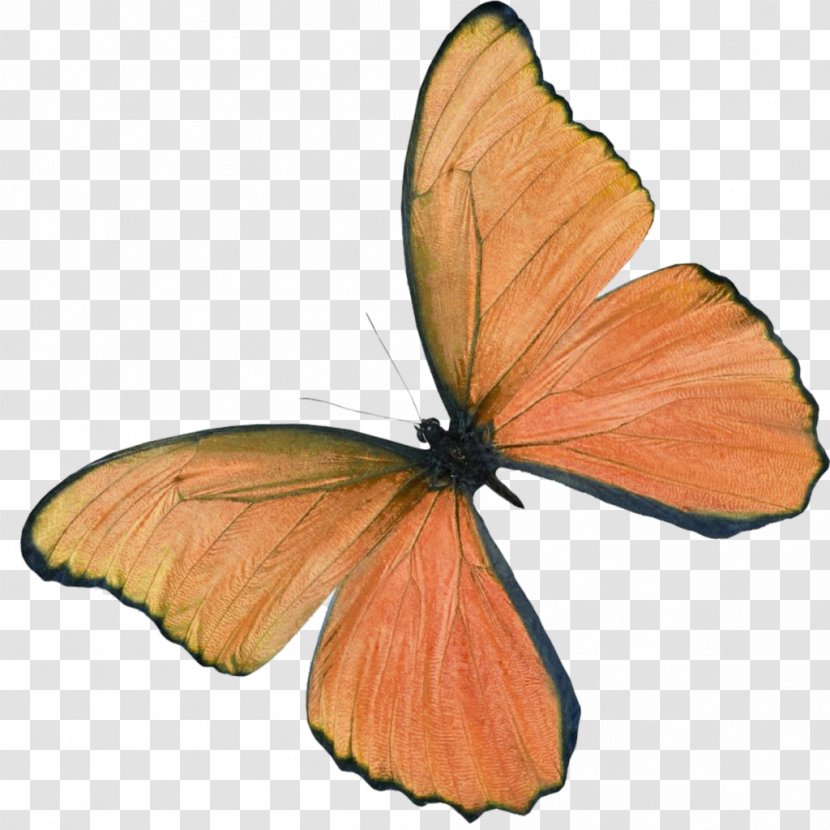 Ulysses Butterfly Insect Transparent PNG