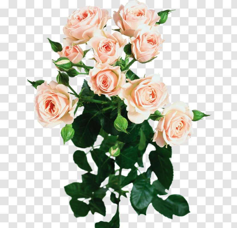 Garden Roses Flower - Vive La Rose - Bright Transparent PNG