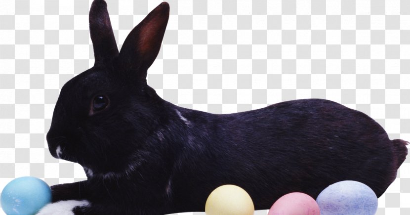Easter Bunny Hare European Rabbit Domestic - Coelho Transparent PNG