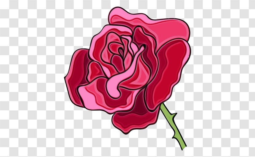 Garden Roses - Flower - Plant Transparent PNG