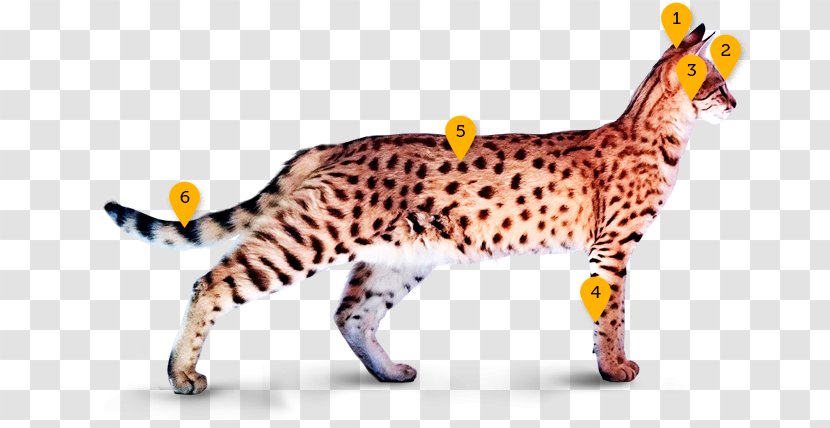 California Spangled Ocicat Bengal Cat Savannah Ocelot - Snout - Cheetah Transparent PNG