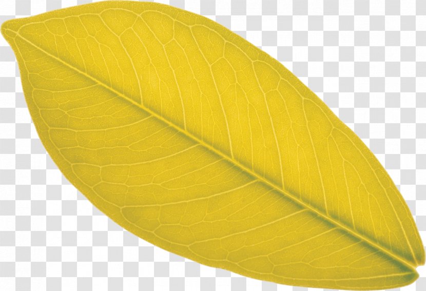 Leaf - Yellow - Mango Leaves Transparent PNG