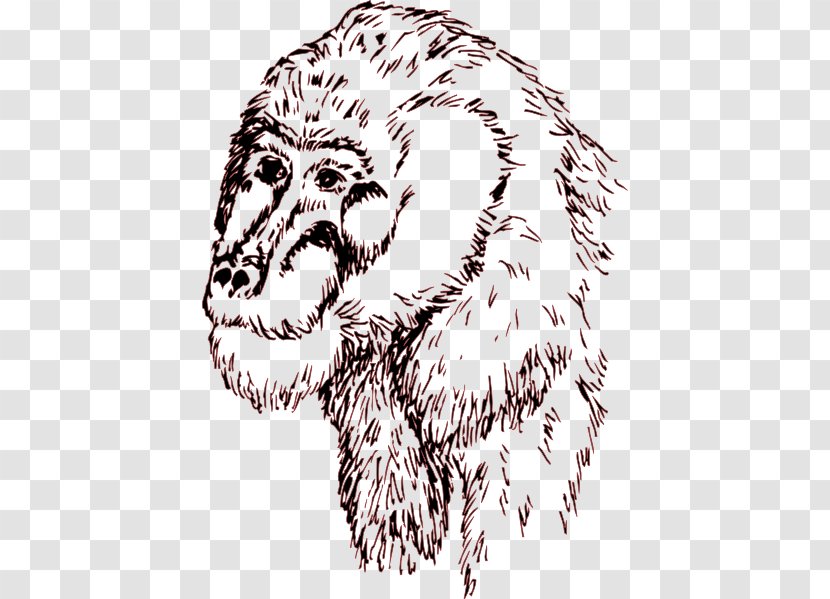 Lion Chimpanzee Clip Art Sketch Drawing - Watercolor Transparent PNG