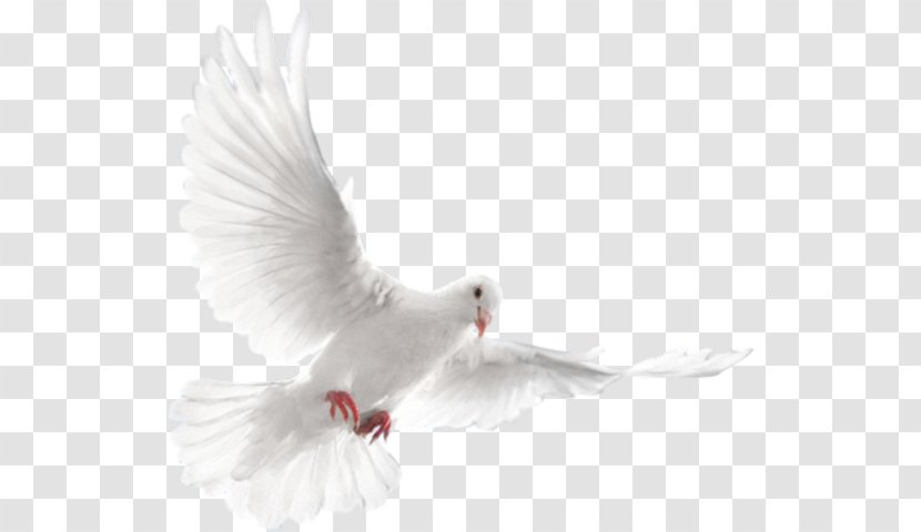 Columbidae Indian Fantail Bird Pigeon - Doves As Symbols Transparent PNG