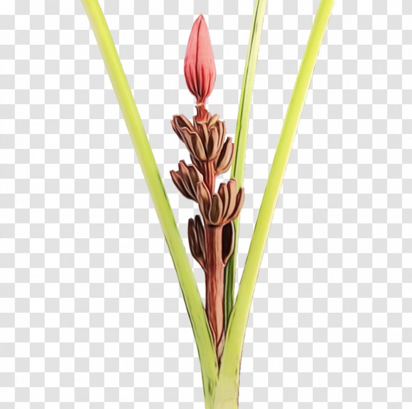 Flower Plant Grass Family Stem Bud - Pedicel Alismatales Transparent PNG