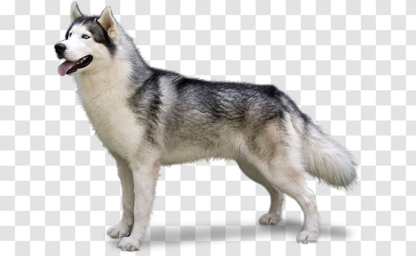 German Shepherd Siberian Husky Tamaskan Dog Northern Inuit Alaskan Malamute Transparent Png