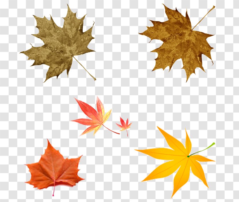 Image Drawing Leaf Autumn - Sweet Gum - Cevapcici Outline Transparent PNG