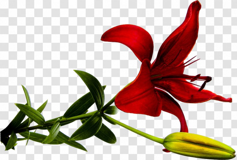 Lily Flower Clip Art Red - Plant Transparent PNG