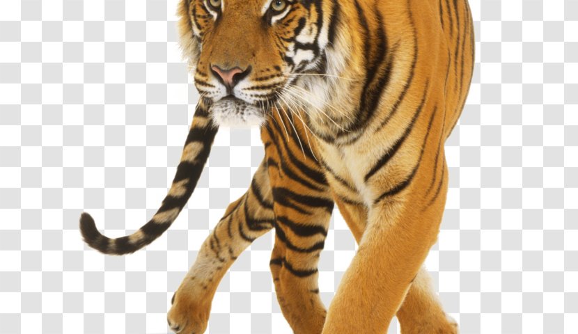 Clip Art Jaguar Lion Felidae - Whiskers - Tigger Download Transparent PNG