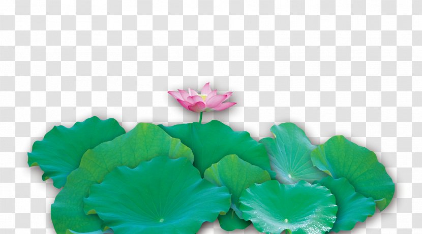 Nelumbo Nucifera Lotus Effect Leaf - To Pull Material Free Transparent PNG