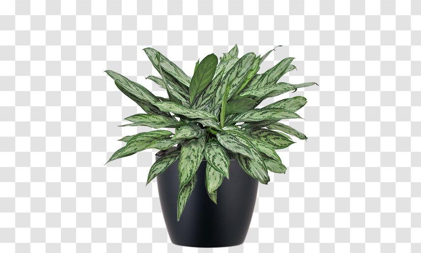 Chinese Evergreens Houseplant Philippine Evergreen Flowerpot - Plant Transparent PNG