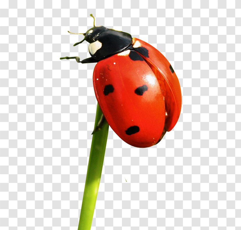 Ladybird Icon - Common Furniture Beetle - Ladybug Transparent PNG