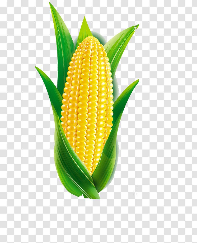 Maize Cartoon - Vegetable - Corn Transparent PNG