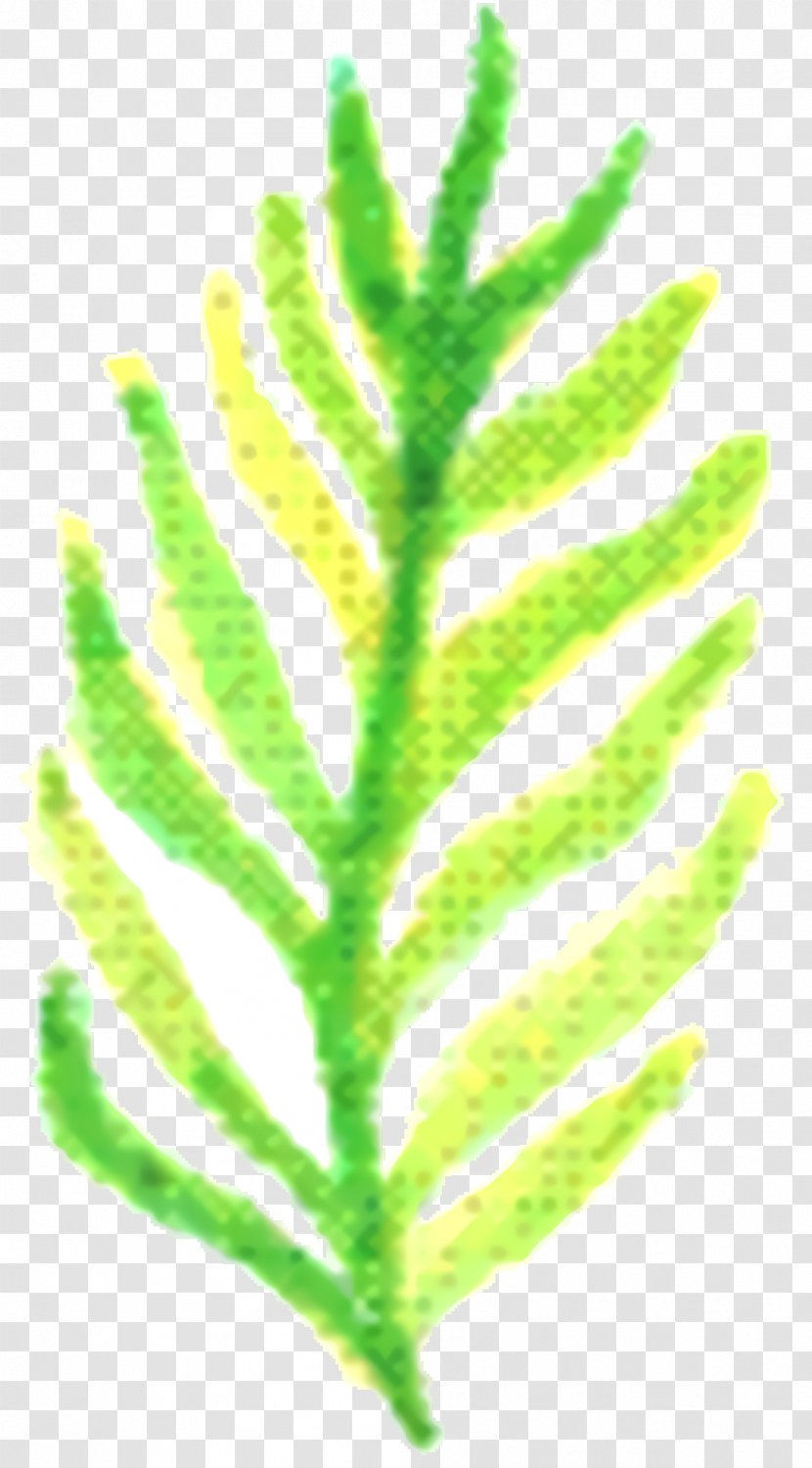 Green Leaf Background - Plant - Vascular Flower Transparent PNG