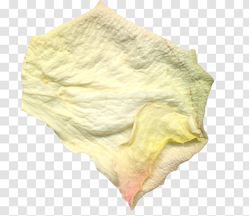 Silk - Petal Transparent PNG