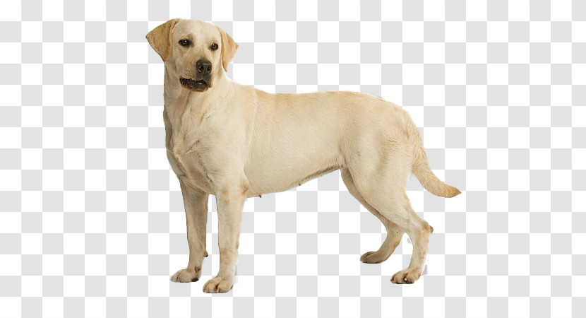 Dog Labrador Retriever White Retriever Sporting Group Transparent PNG